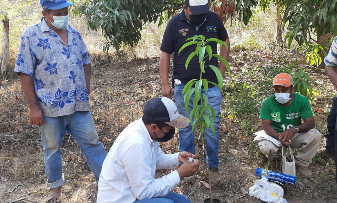 Imparten curso a campesinos de Petatlán sobre injertos en sus cultivos