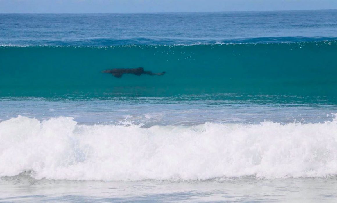 Avistan Tiburones En Playa De Oaxaca