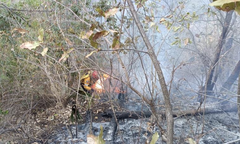 Afecta 19 hectáreas incendio forestal al poniente de Chilpancingo