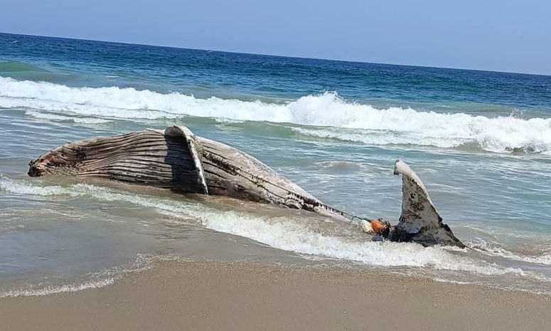 Hallan ballena muerta en barra de Coyuca de Benítez