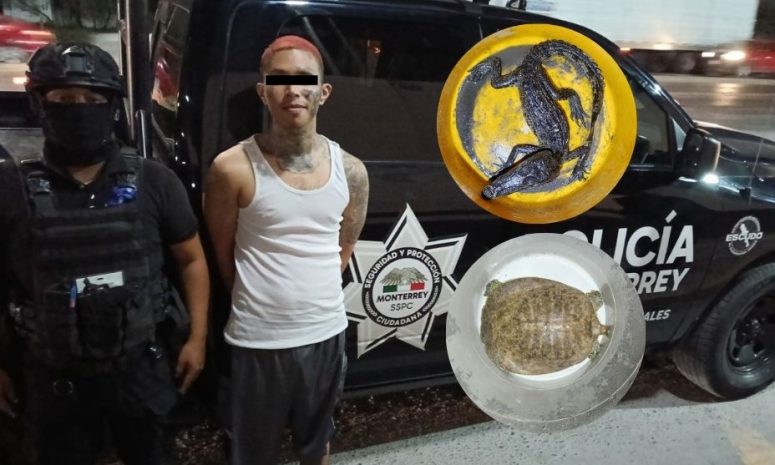 Detienen a hombre en Monterrey con caimán, tortuga, rifle y droga