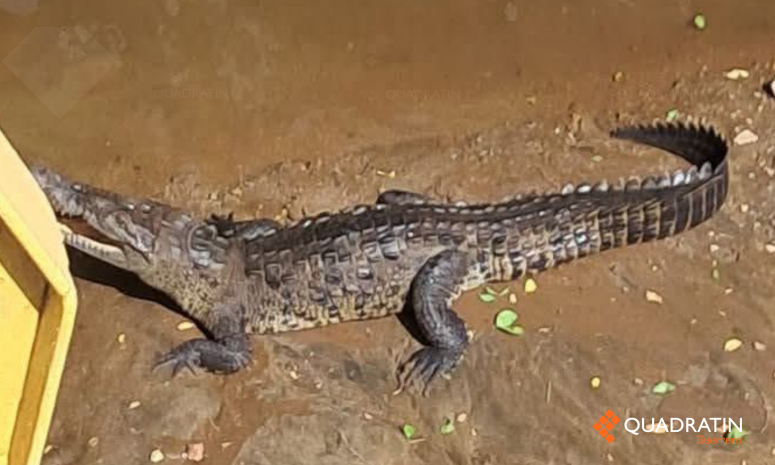 Alarma a vecinos presencia de cocodrilo en El Coacoyul, Zihuatanejo