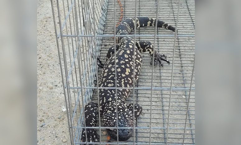 Capturan a un lagarto enchaquirado en Tecpan