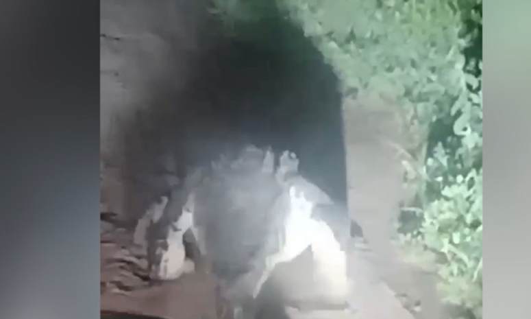 Avistan enorme cocodrilo de más de 2 metros en Zihuatanejo