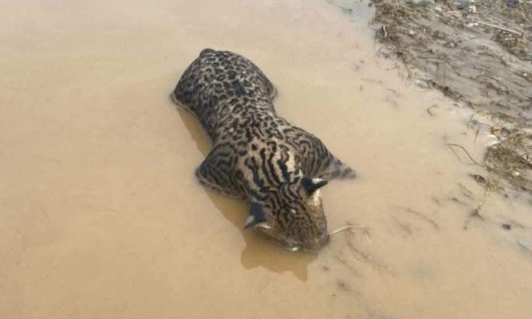 Impresionante hallazgo ocelote muerto en Acapulco          
