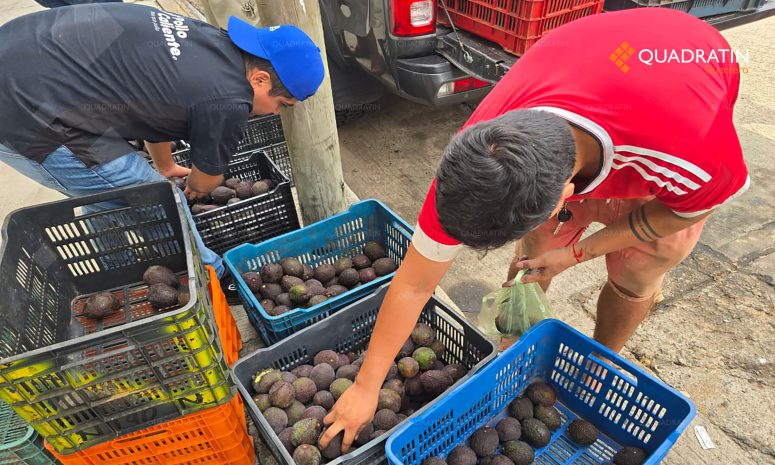 Regalan productores 15 toneladas de aguacate en Acapulco