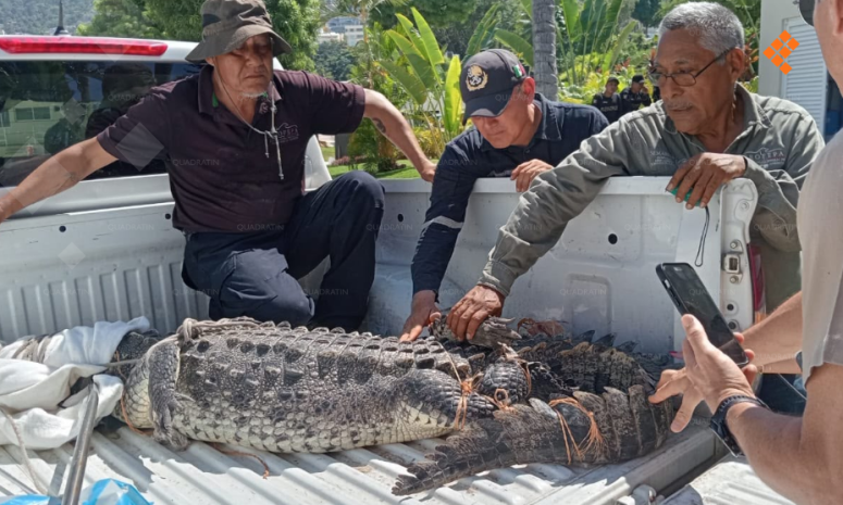 Capturan cocodrilo de más de 3 metros en Acapulco