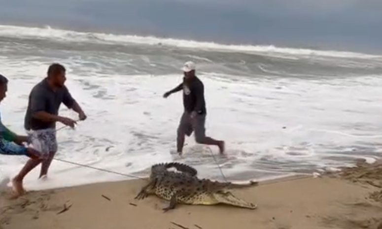 Capturan pescadores a un cocodrilo en la barra de Coyuca de Benítez
