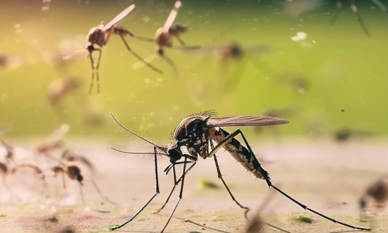 Alerta en Acapulco: detectan serotipo de dengue asociado a casos graves